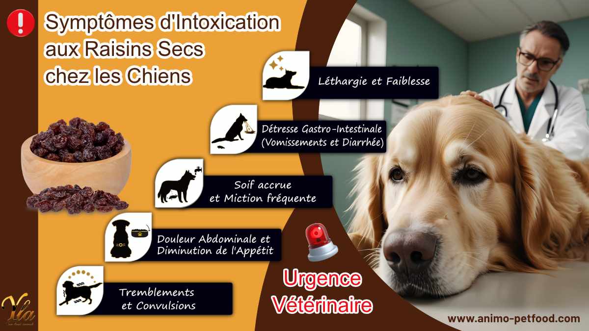 Symptômes d'intoxication aux raisins secs chez les chiens